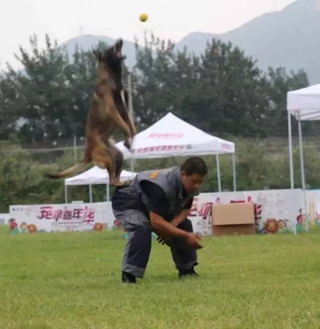 活动｜十一七天乐就来北京首届宠物嘉年华！