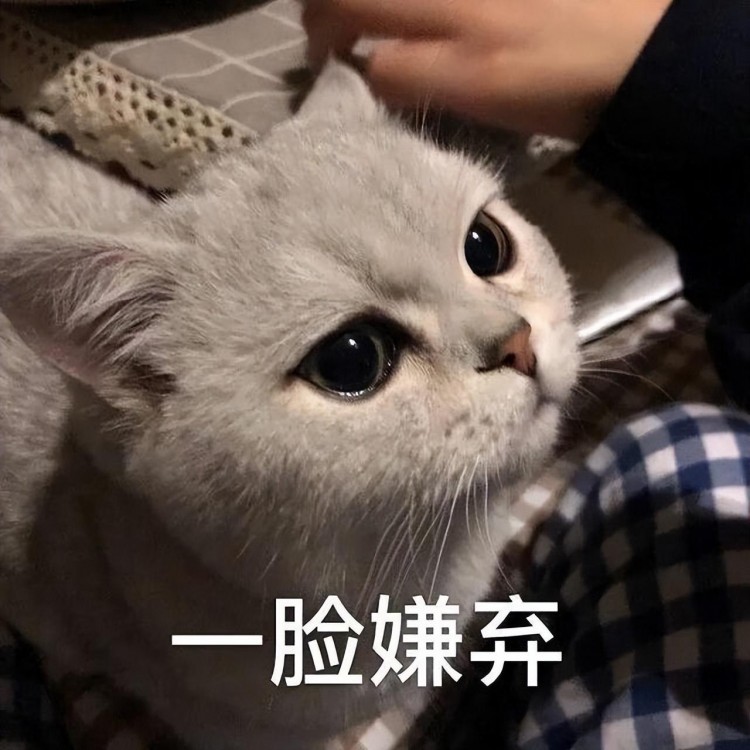 找到了猫咪不爱睡猫窝的7个原因