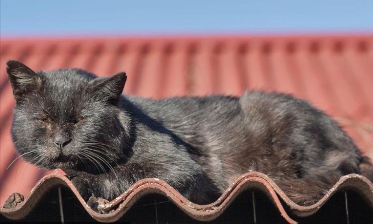 老祖宗劝告：黑猫养不得原因让人不可思议！