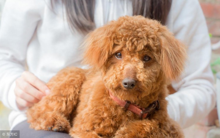 泰迪犬拉肚子怎么办？