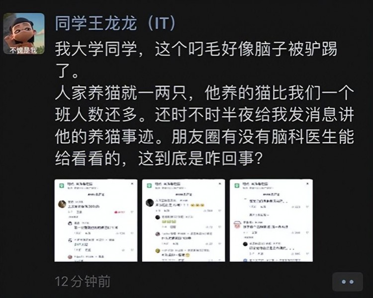 我大学同学脑子被驴踢了养了70只布偶猫！