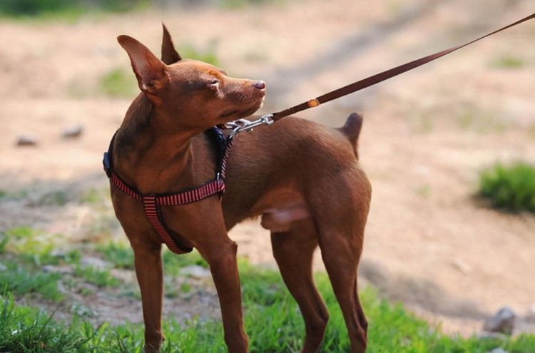 这几种小型犬可爱又忠心养了它们不亏