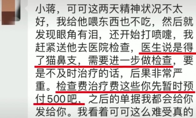 你以为你救助的猫咪正在被爱心喂养吗揭秘黑心云救助