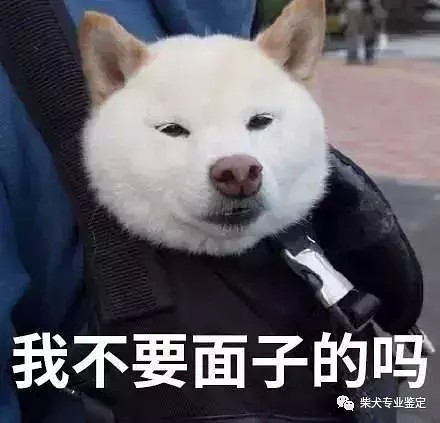 白色柴犬到底是不是正宗的柴犬