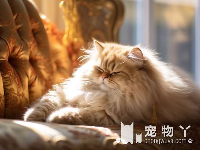 狸花猫最大体重是多少？