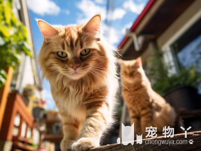 银猫国家？